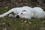 DOGUE ARGENTIN 523